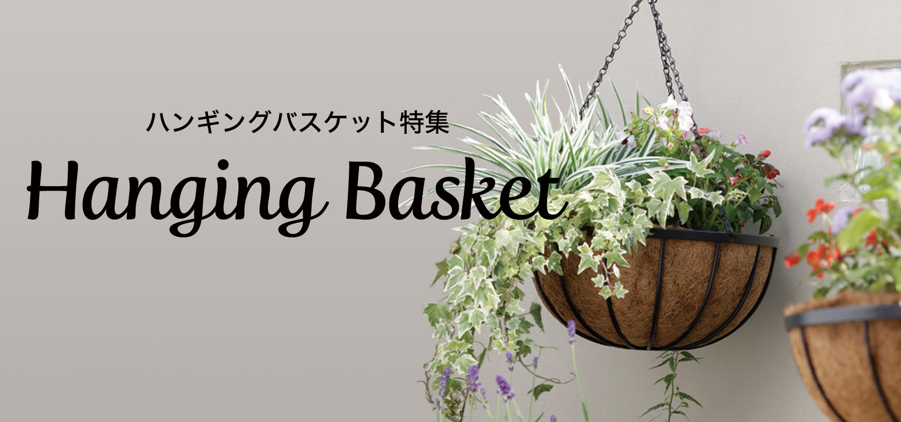 ペチュニアで作るハンギングバスケットの寄せ植え 寄せ植え プランターで作る Chiroの四季彩寄せ植え