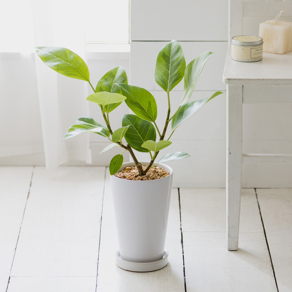 観葉植物 フィカス アルテシーマ 通販 ディノス