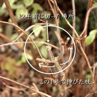 人気のアジサイ アナベル の剪定考察 Bloom In My Garden 緑ある暮らしのススメ