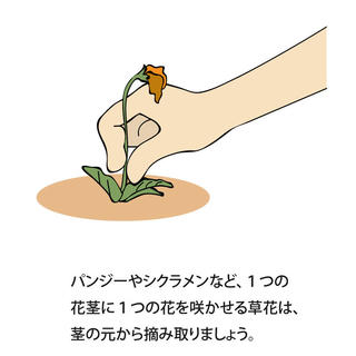 花が咲いた後の枯れた花は そのままにしておいた方がいいの 植物を上手に育てる 園芸 ガーデニングq A