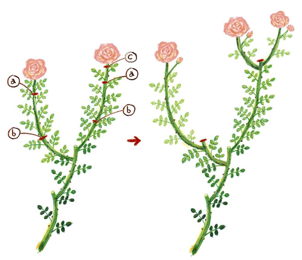 4・5・6月のバラ栽培 - バラの育て方・栽培管理｜はじめてのバラ
