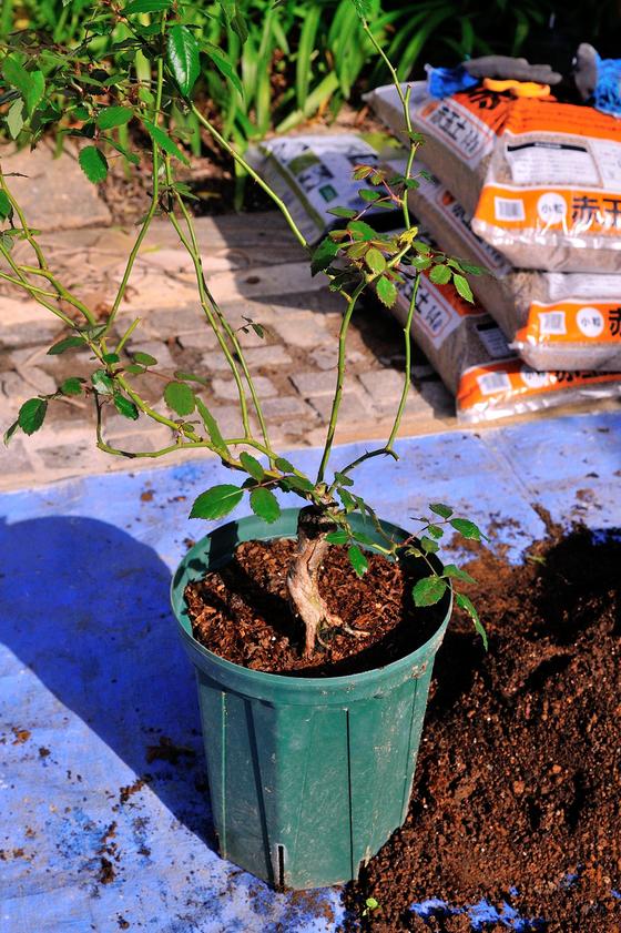 僕のおススメのバラの植え替え方法 風景 をつくるガーデニング術