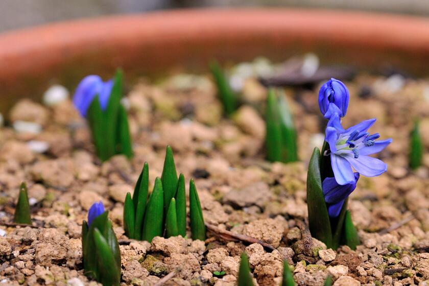 生命の神秘を感じる球根植物 シラーの開花 風景 をつくるガーデニング術