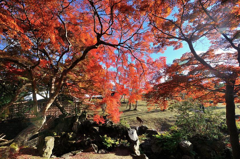 奈良公園の紅葉 - 「風景」をつくるガーデニング術