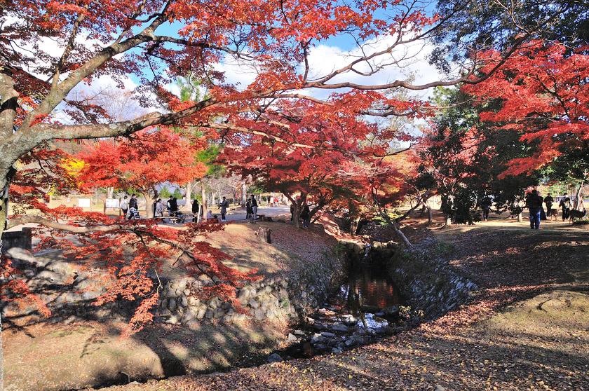 奈良公園の紅葉 - 「風景」をつくるガーデニング術