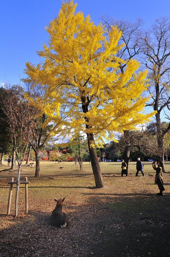 奈良公園の紅葉 - 「風景」をつくるガーデニング術