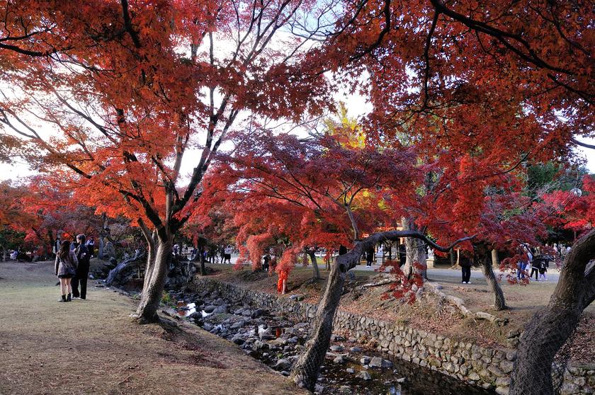 奈良公園の紅葉 - 「風景」をつくるガーデニング術