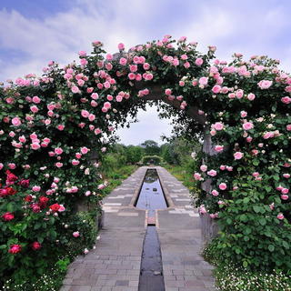 僕のおススメのバラ園 関東編 風景 をつくるガーデニング術