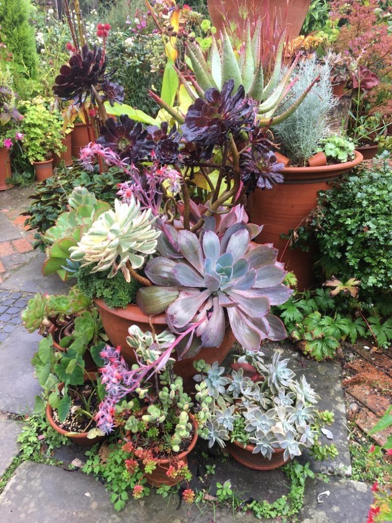 ウイッチフォードポタリーの植木鉢の寄せ植え 吉谷桂子のガーデンダイアリー 花と緑と豊かに暮らすガーデニング手帖