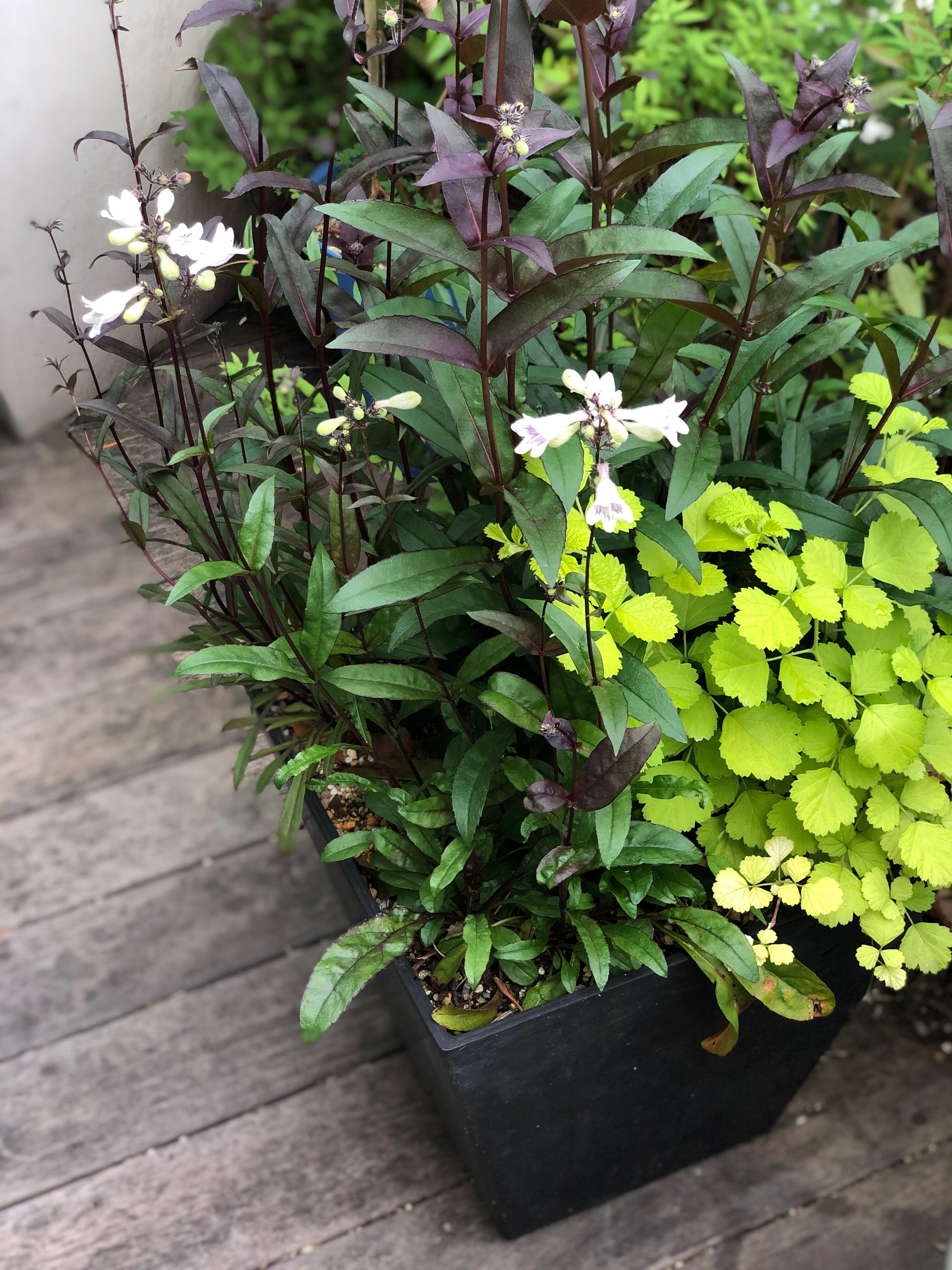 昔作った寄せ植え 今の寄せ植え 吉谷桂子のガーデンダイアリー 花と緑と豊かに暮らすガーデニング手帖