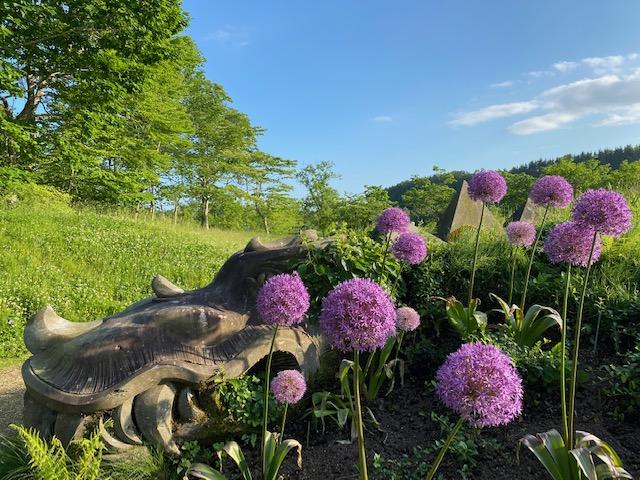 6月の 北海道 銀河庭園 美しいバラと宿根草 - 吉谷桂子のガーデン