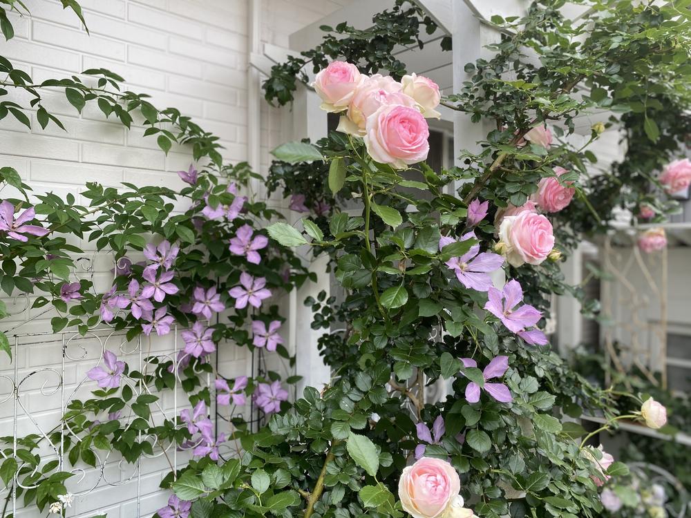 移り変わる季節～バラからクレマチス、初夏の草花へ